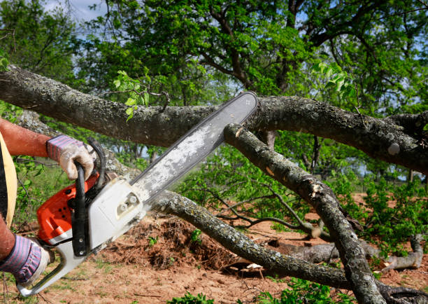 Mulching Services in Park View, IA